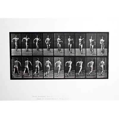 Animal locomotion